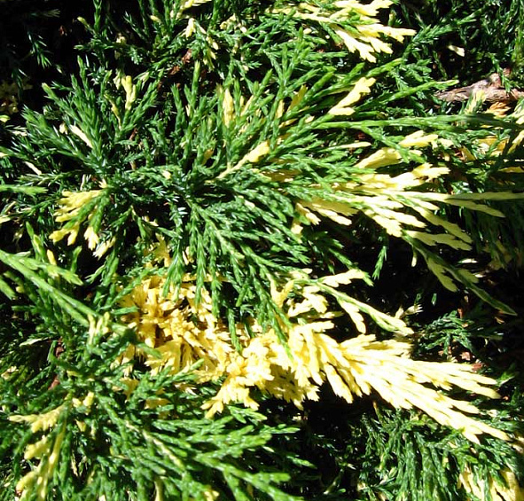 Можжевельник казацкий 'Вариегата'