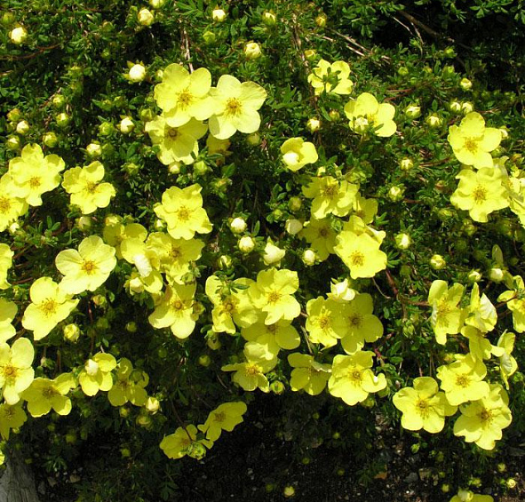 Лапчатка кустарниковая 'Голдстар'