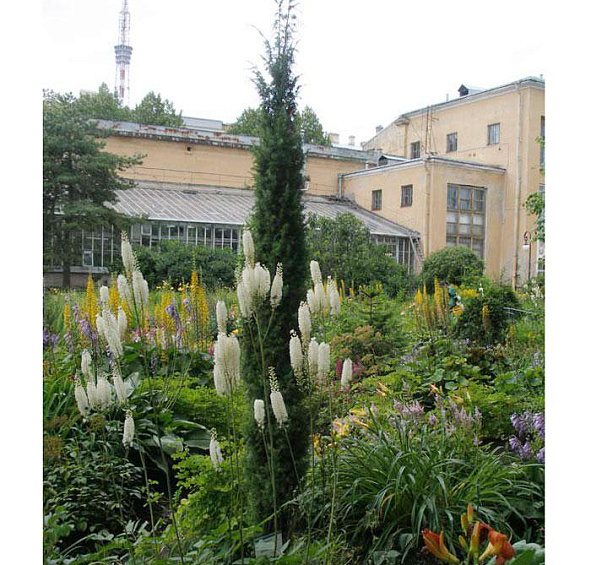 Можжевельник обыкновенный Суецика (Suecica)