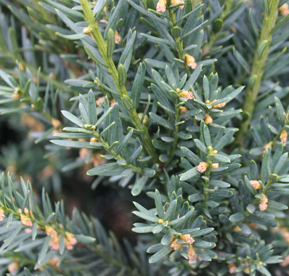 Тис средний 'Хилли'