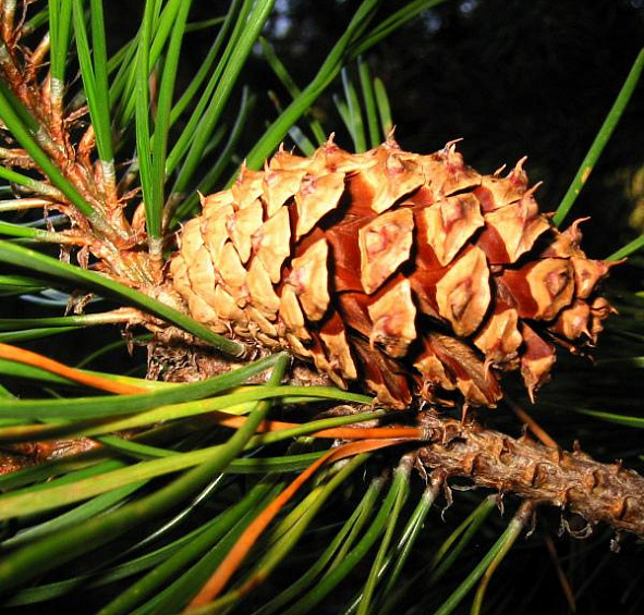 Сосна скрученная