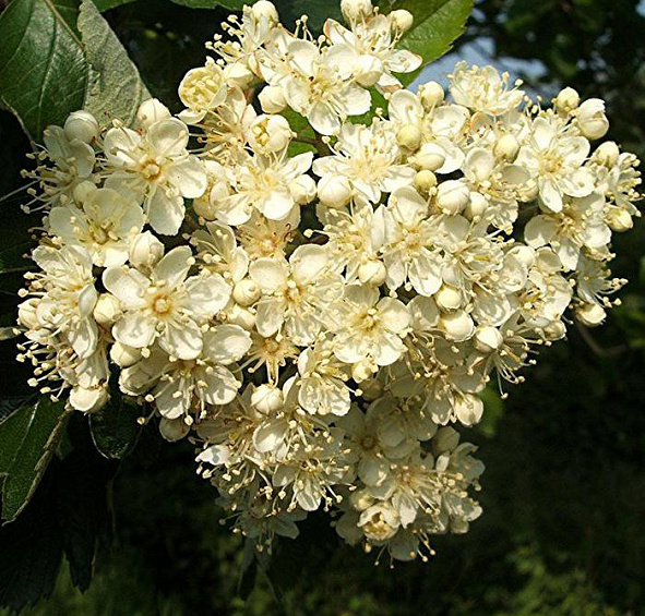 Рябина промежуточная (скандинавская)