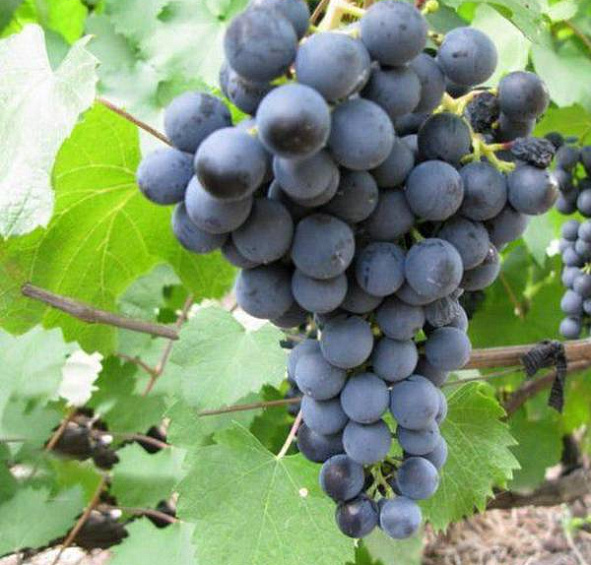 Виноград 'Плечистик'