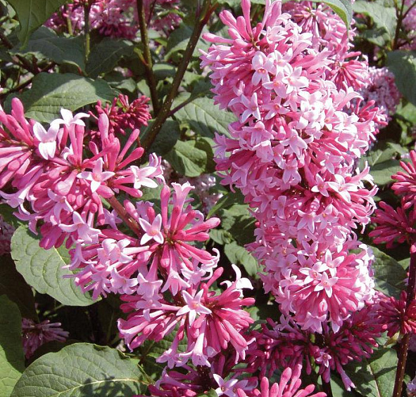 Сирень Престон 'Мисс Канада' (розовая)