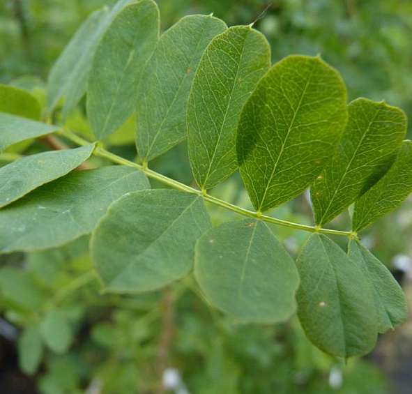 Акация (карагана) древовидная