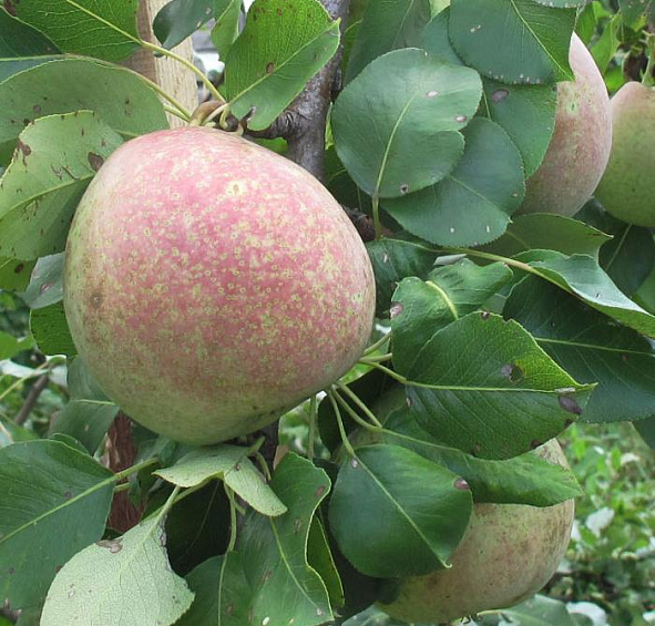 Груша 'Мраморная'