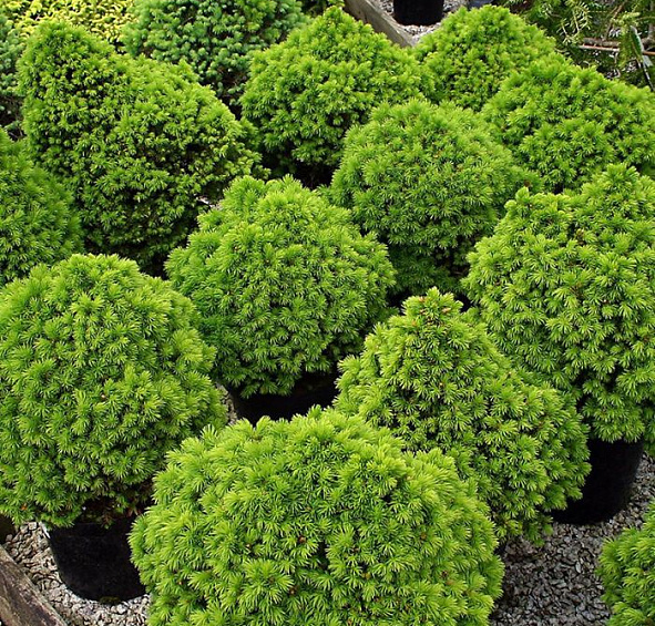 Ель канадская 'Альберта Глоб'