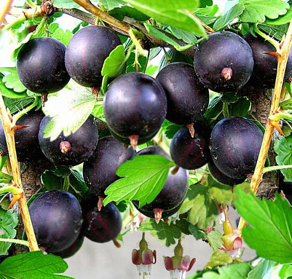 Крыжовник Командор