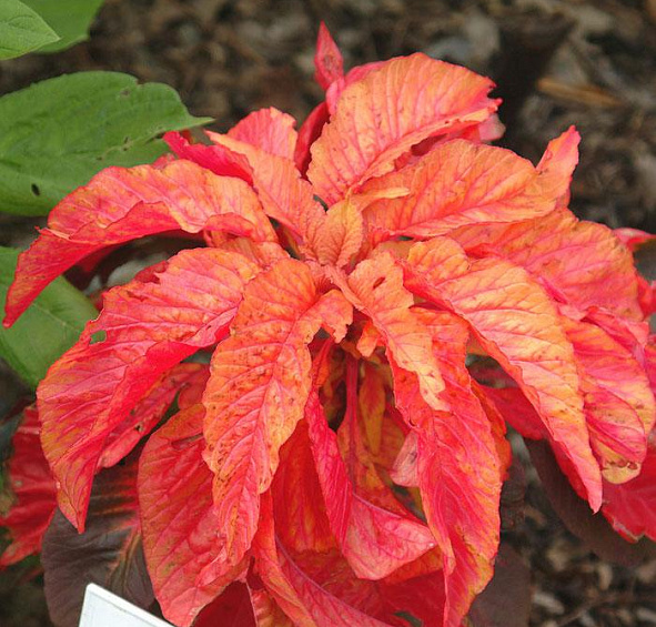 Амарант Трехцветный Иллюминейшн