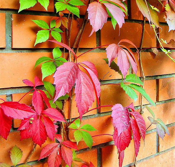 Виноград девичий пятилисточковый