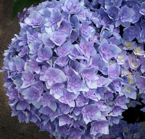 Гортензия крупнолистная 'Тугезер'