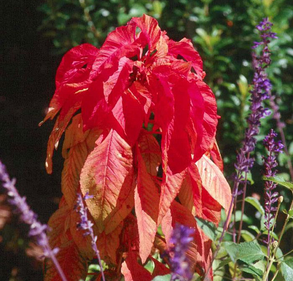 Амарант Трехцветный Еоли Сплендор