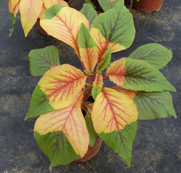 Амарант Трехцветный Иллюминейшн