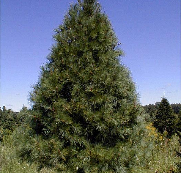 Сосна черная 'Нигра'