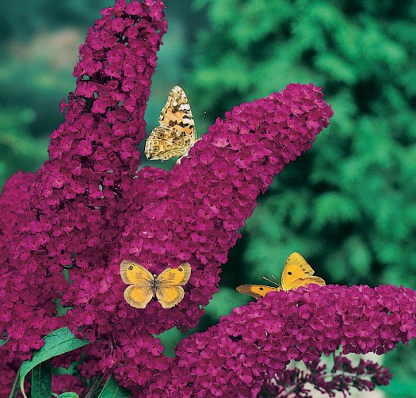 Буддлея Давида 'Роял Ред'