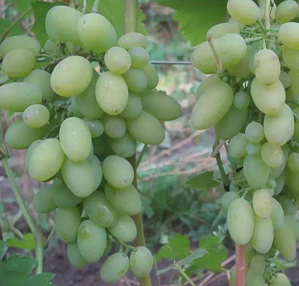 Виноград 'Огуречный Новый'
