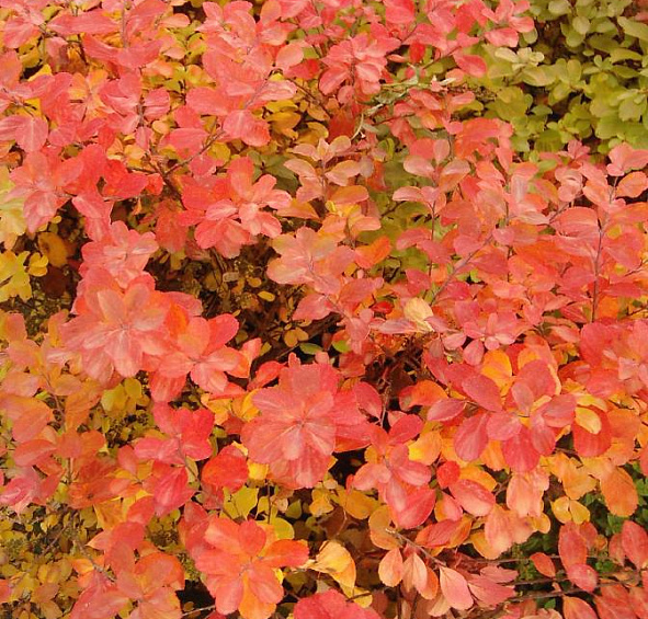 Спирея березолистная 'Тор'