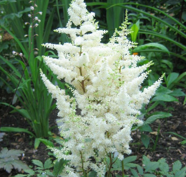 Астильба арендса Элли