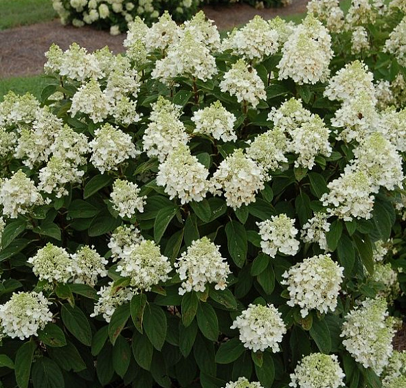 Гортензия метельчатая 'Бэби Лэйс'