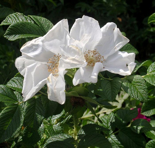 Роза ругоза 'Альба' (белая)