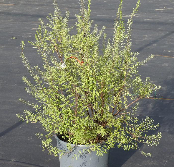 Спирея серая (пепельная) 'Грациоза'