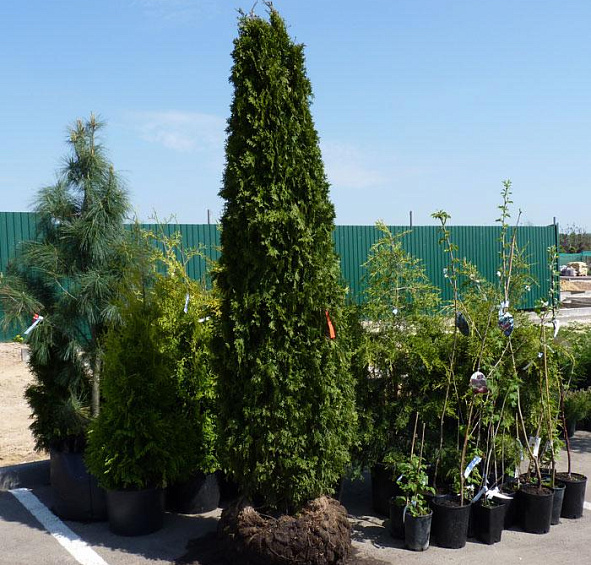 Крупномер туя западная Брабант (Brabant)