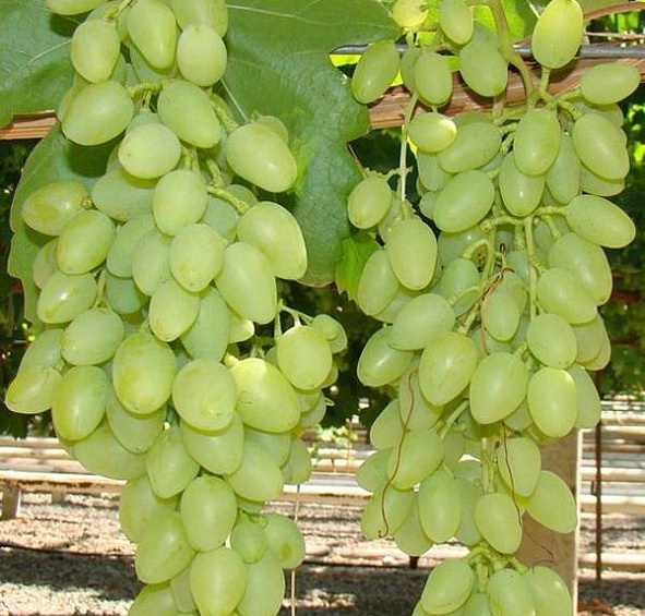 Виноград Долгожданный
