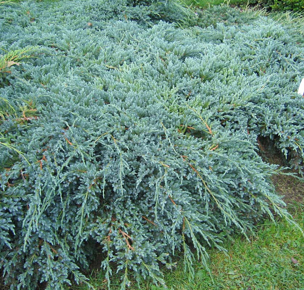 Можжевельник чешуйчатый 'Блу Карпет'
