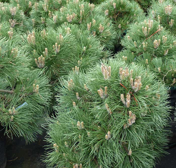 Сосна черная 'Нана'