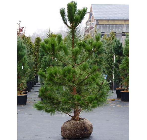 Сосна Черная (Pinus nigra)