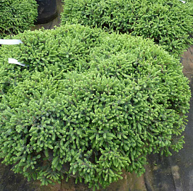 Ель сизая (канадская, белая) 'Эхиниформис'