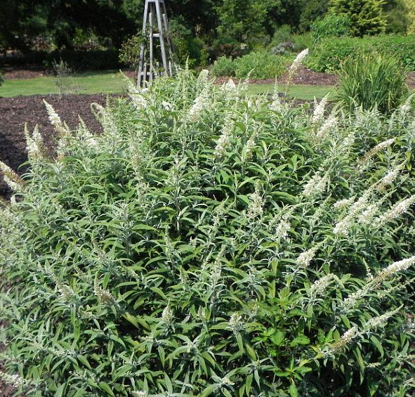 Буддлея Давида 'Уайт Болл'