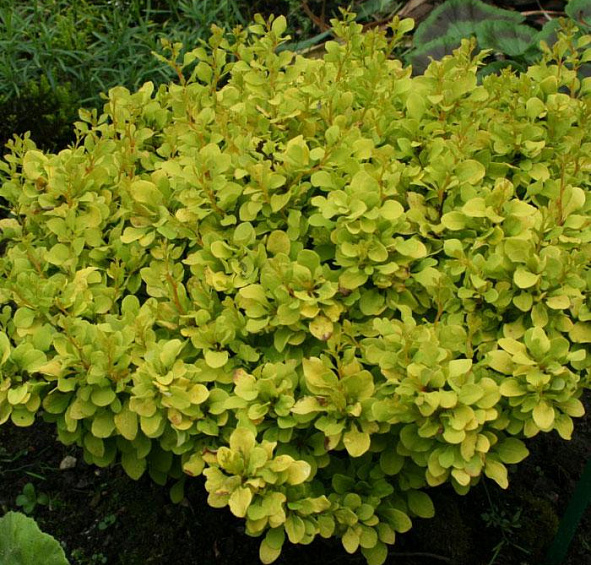 Барбарис Тунберга 'Тини Голд'