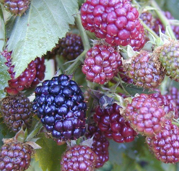 Ежевика 'Торн фри'