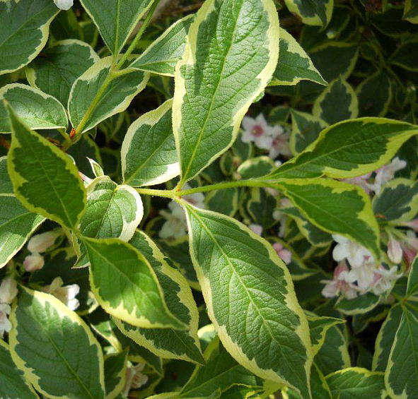 Вейгела пестролистная (Weigela variegata)