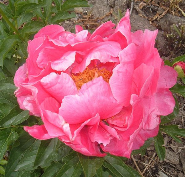 Пион Эвентайд (Eventide)