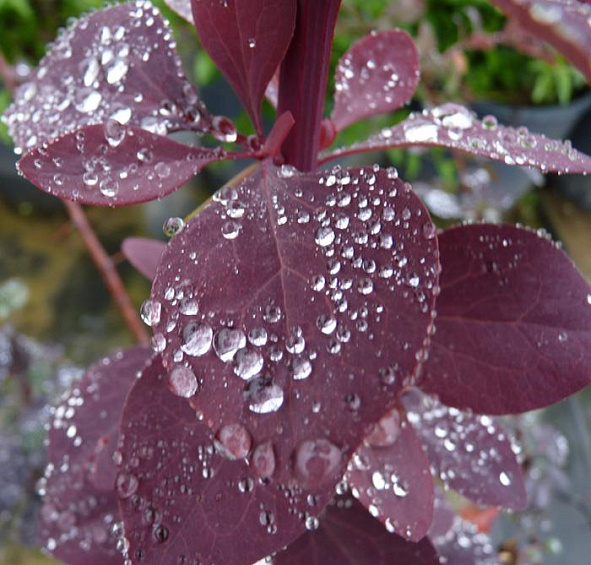 Барбарис оттавский 'Суперба'