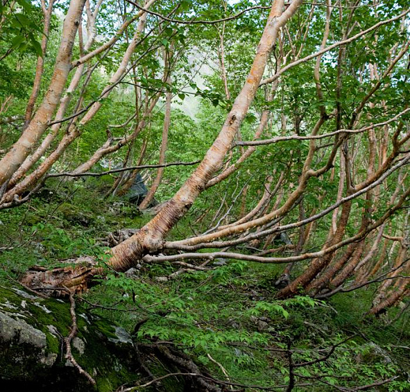 Береза Эрмана