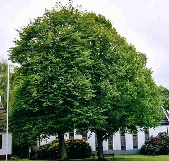 Липа европейская 'Эухлора'