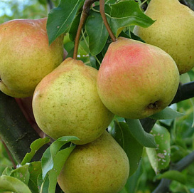 Груша 'Дюшес Московский'
