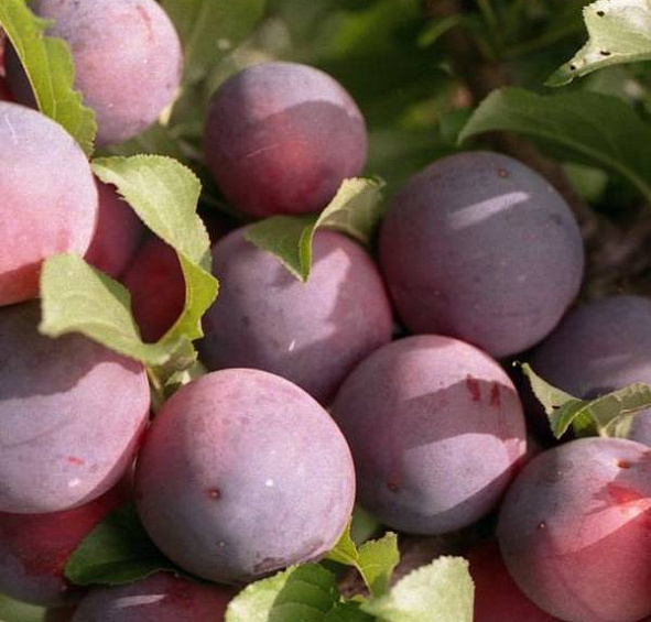 Алыча Шатер