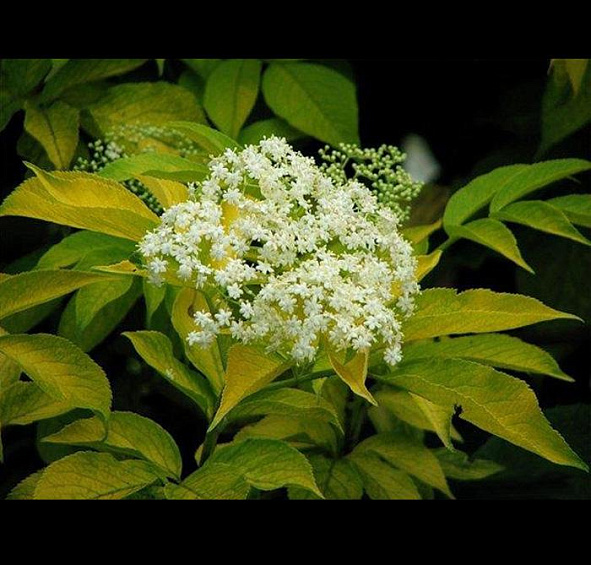 Бузина красная 'Плюмоза Аурея'