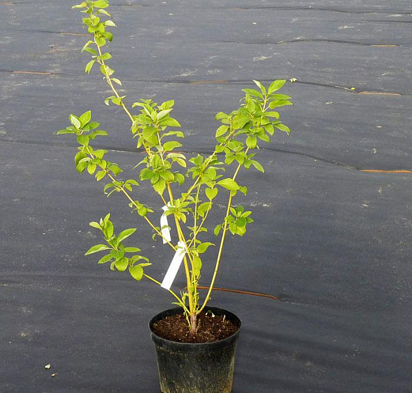 Дерен отпрысковый 'Флавирамеа'