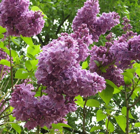 Сирень обыкновенная 'Баардс' (лилово - голубая)