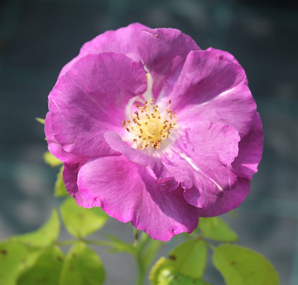 Роза Рапсоди ин Блю (Rhapsody in Blue)