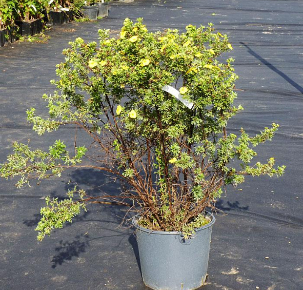 Лапчатка кустарниковая 'Голд Теппич'