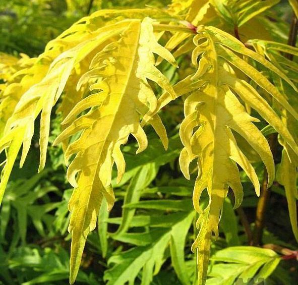 Бузина красная 'Сазерленд Голд'