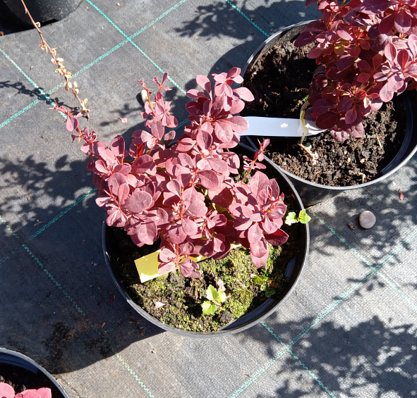 Барбарис Тунберга 'Оранж Рокет'