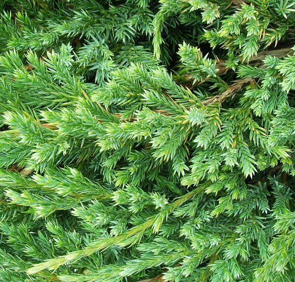 Можжевельник чешуйчатый 'Блу Карпет'