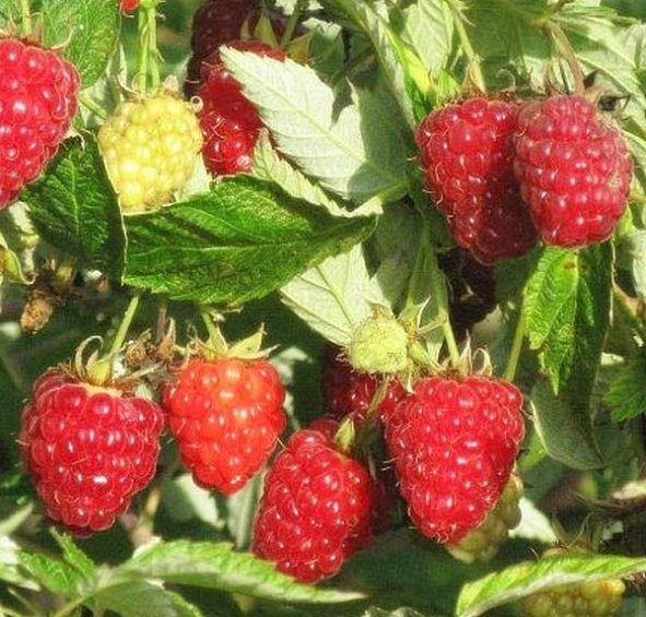 Малина 'Исполин'